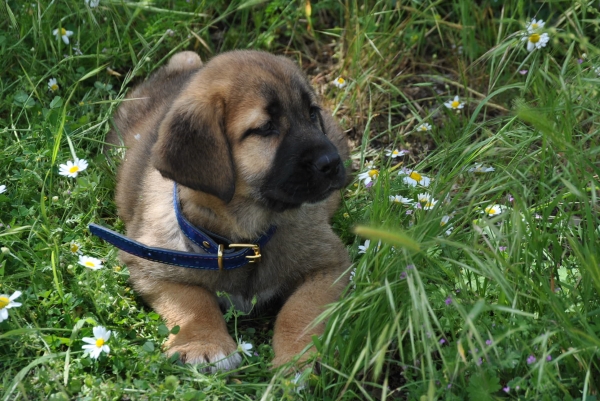 Cachorra Camada "B"
Babia de la Luna de León.
03/04/2011.
Padre: Tigre de Vega de Rio Miera.
Madre: Peredilla de los Zumbos.
Keywords: lunadeleon