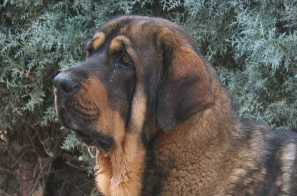 Campeón con 12 Meses.
Campeón I de Montes del Pardo.
Padre: Pol de Reciecho.
Madre: Triana de Montes del Pardo.
Fotografía: Alfredo Cepedano.
Keywords: lunadeleon