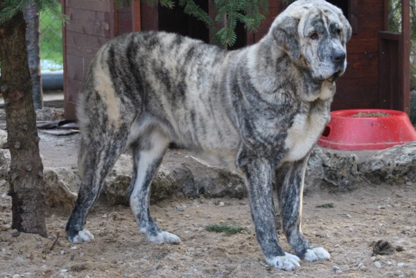 Dulcinea posando.
Dulcinea de los Montes Pravianos.
Zeus de Fuentemimbre x Atenea de Hazas de Cesto.
Fotografía: Alfredo Cepedano.
Keywords: lunadeleon