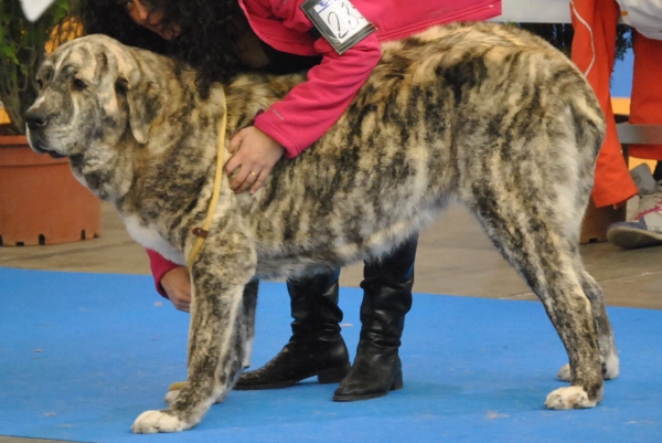 EXPOLID´2011
Dulcinea de los Montes Pravianos ( 16 Meses ).
XXXI Exposición Nacional Canina de Valladolid.
Mastín Español ( Clase Jovenes Hembras ).
Calificación: Muy Buena.
Fotografía: Alfredo Cepedano Blanco.
Keywords: luna de leon