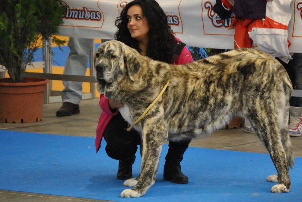 EXPOLID´2011
Dulcinea de los Montes Pravianos ( 16 Meses ).
XXXI Exposición Nacional Canina de Valladolid.
Mastín Español ( Clase Jovenes Hembras ).
Calificación: Muy Buena.
Fotografía: Alfredo Cepedano Blanco.
Keywords: luna de leon