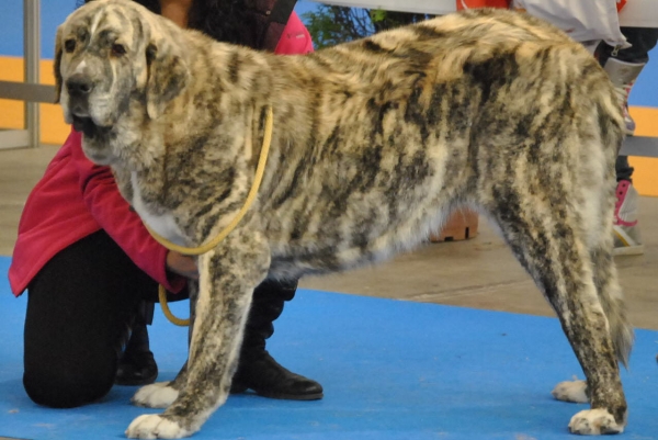 EXPOLID´2011
Dulcinea de los Montes Pravianos ( 16 Meses ).
XXXI Exposición Nacional Canina de Valladolid.
Mastín Español ( Clase Jovenes Hembras ).
Calificación: Muy Buena.
Fotografía: Alfredo Cepedano Blanco.
Keywords: luna de leon