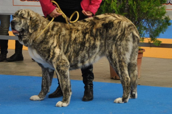 EXPOLID´2011
Dulcinea de los Montes Pravianos ( 16 Meses ).
XXXI Exposición Nacional Canina de Valladolid.
Mastín Español ( Clase Jovenes Hembras ).
Calificación: Muy Buena.
Fotografía: Alfredo Cepedano Blanco.
Keywords: luna de leon