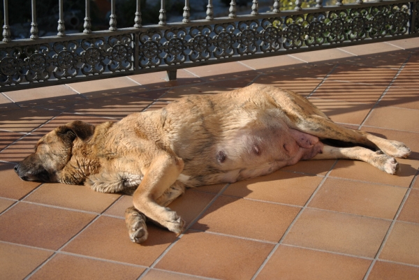 Últimas horas para ser Mama.
Peredilla de los Zumbos preñada de Tigre de Vega de Riomiera.
Fotografía: Alfredo Cepedano
Keywords: lunadeleon