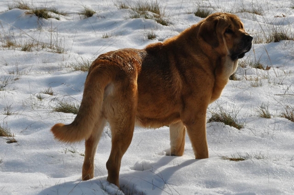 Un paseo por la nieve
Canelo de los Zumbos.
Bengala de los Zumbos x Lorna de los Zumbos.
Fotografía: Alfredo Cepedano.
Web: www.delalunadeleon.com
Keywords: lunadeleon