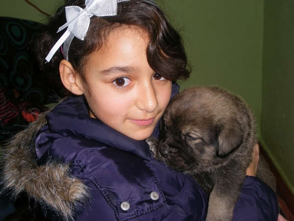 Carlota con Aludra.
Carlota y Aludra, Cachorra de la Camada A.
Fotografía: Alfredo Cepedano.
Web: www.delalunadeleon.com
Keywords: lunadeleon