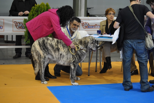 EXPOLID´2011
Dulcinea de los Montes Pravianos ( 16 Meses ).
XXXI Exposición Nacional Canina de Valladolid.
Mastín Español ( Clase Jovenes Hembras ).
Calificación: Muy Buena.
Fotografía: Alfredo Cepedano Blanco.
Keywords: luna de leon