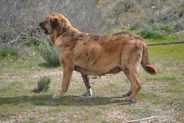 Peredilla preñada.
Peredilla de los Zumbos.
Preñada de Tigre de Vega de Riomiera.
Fotografía: Alfredo Cepedano.
Keywords: lunadeleon