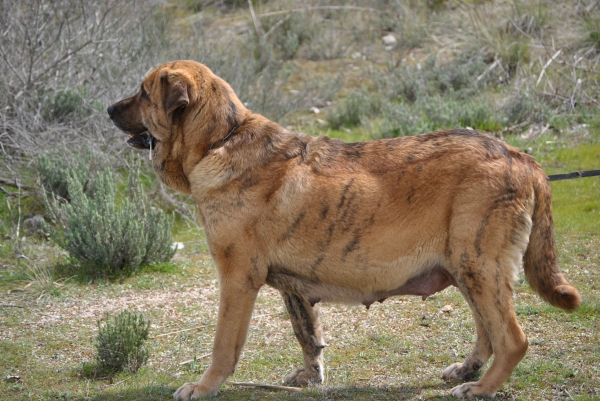 Últimas horas para ser Mama.
Peredilla de los Zumbos.
Preñada de: Tigre de Vega de Riomiera.
Camada " B " del afijo Luna de León.
Fotografía: Alfredo Cepedano.


Keywords: lunadeleon