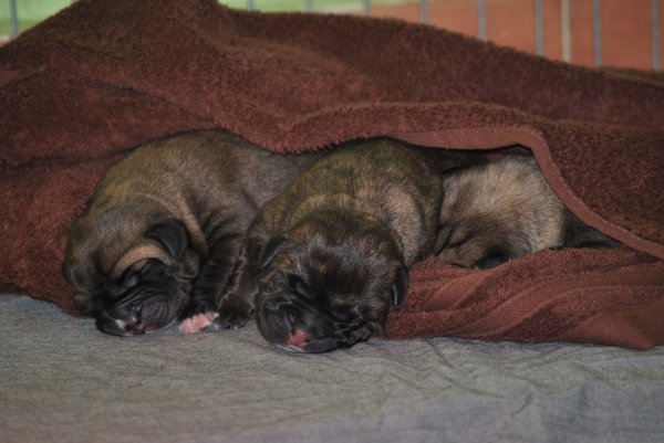 Luna de León. Camada " B "
Camada "B" del afijo de la Luna de León.
Peredilla de los Zumbos x Tigre de Vega de Riomiera.
Cachorros: 5 Machos y 3 Hembras nacidos el 03/04/2011
Fotografía: Alfredo Cepedano Blanco.
Keywords: lunadeleon