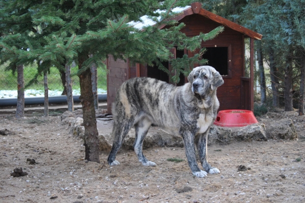 Dulcinea de los Montes Pravianos 
Dulcinea de los Montes Pravianos.
Zeus de Fuentemimbre x Atenea de Hazas de Cesto.
Fotografía: Alfredo Cepedano.
Kľúčové slová: lunadeleon