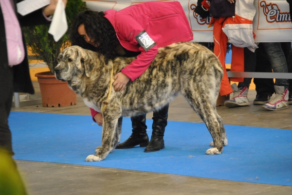 EXPOLID´2011
Dulcinea de los Montes Pravianos ( 16 Meses ).
XXXI Exposición Nacional Canina de Valladolid.
Mastín Español ( Clase Jovenes Hembras ).
Calificación: Muy Buena.
Fotografía: Alfredo Cepedano Blanco.
Keywords: luna de leon