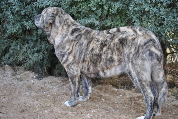 Dulcinea de los Montes Pravianos 
Dulcinea de los Montes Pravianos.
Zeus de Fuentemimbre x Atenea de Hazas de Cesto.
Fotografía: Alfredo Cepedano.
Keywords: lunadeleon