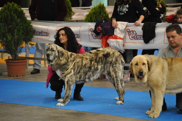 EXPOLID´2011
Dulcinea de los Montes Pravianos ( 16 Meses ).
XXXI Exposición Nacional Canina de Valladolid.
Mastín Español ( Clase Jovenes Hembras ).
Calificación: Muy Buena.
Fotografía: Alfredo Cepedano Blanco.
Keywords: luna de leon