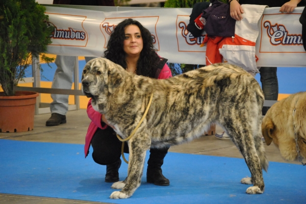 EXPOLID´2011
Dulcinea de los Montes Pravianos ( 16 Meses ).
XXXI Exposición Nacional Canina de Valladolid.
Mastín Español ( Clase Jovenes Hembras ).
Calificación: Muy Buena.
Fotografía: Alfredo Cepedano Blanco.
Keywords: luna de leon