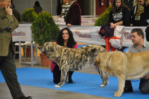 Expolid´2011
Dulcinea de los Montes Pravianos ( 16 Meses ).
XXXI Exposición Nacional Canina de Valladolid.
Mastín Español ( Clase Jovenes Hembras ).
Calificación: Muy Buena.
Fotografía: Alfredo Cepedano Blanco.


Keywords: luna de leon