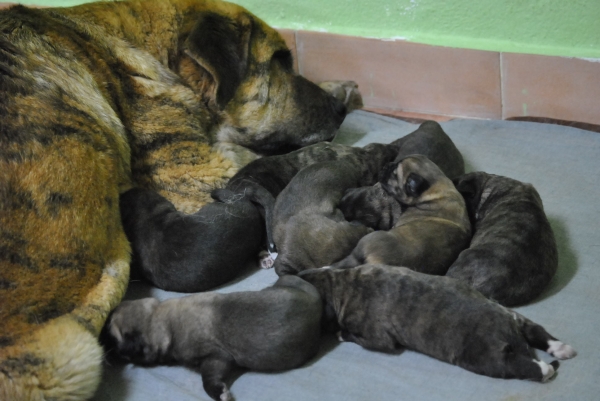  Luna de León. Camada " B "
Camada "B" del afijo de la Luna de León.
Peredilla de los Zumbos x Tigre de Vega de Riomiera.
Cachorros: 5 Machos y 3 Hembras nacidos el 03/04/2011
Fotografía: Alfredo Cepedano Blanco.
Keywords: lunadeleon