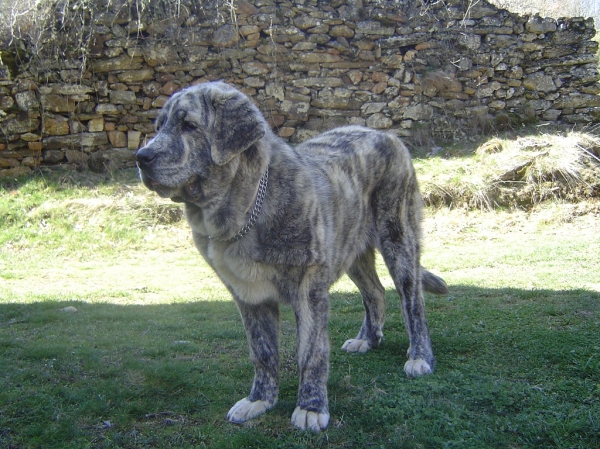 Dulcinea de los Montes Pravianos 
Dulcinea de los Montes Pravianos.
Padre: Zeus de Fuentemimbre.
Madre: Atenea de Hazas de Cesto.
Fotografía: Alfredo Cepedano.
Web: www.delalunadeleon.com
Keywords: lunadeleon