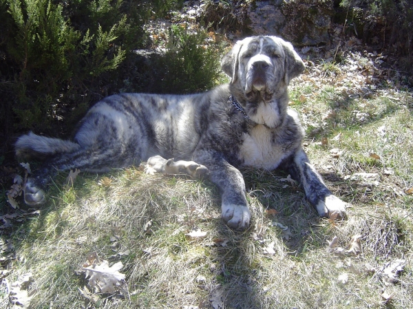 Dulcinea tomando el Sol
Dulcinea de los Montes Pravianos.
Padre: Zeus de Fuentemimbre.
Madre: Atenea de  Hazas de Cesto.
Fotografía: Alfredo Cepedano.
Web: www.delalunadeleon.com
Keywords: lunadeleon