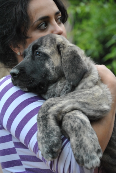 Boisán de la Luna de León.
Boisán de la Luna de León.
Cachorro Camada " B " con  2 Meses.
Fotografía: Alfredo Cepedano Blanco.
Web: www.delalunadeleon.com
Keywords: lunadeleon