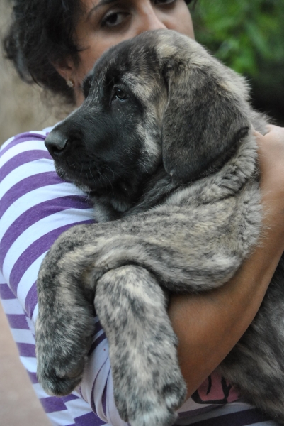 Boisán de la Luna de León.
Boisán de la Luna de León.
Cachorro Camada " B " con  2 Meses.
Fotografía: Alfredo Cepedano Blanco.
Web: www.delalunadeleon.com
Keywords: lunadeleon