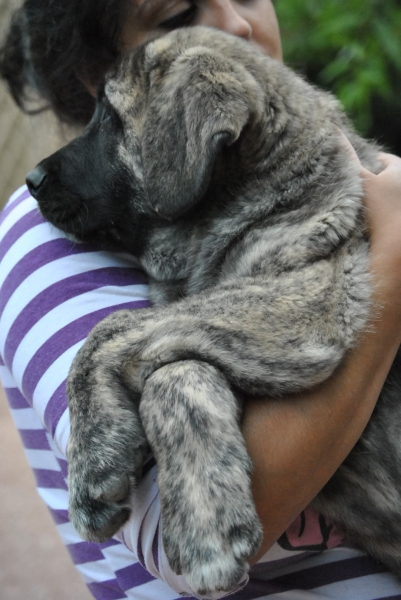 Boisán de la Luna de León.
Boisán de la Luna de León.
Cachorro Camada " B " con  2 Meses.
Fotografía: Alfredo Cepedano Blanco.
Web: www.delalunadeleon.com
Keywords: lunadeleon