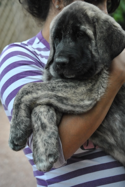 Boisán de la Luna de León.
Boisán de la Luna de León.
Cachorro Camada " B " con  2 Meses.
Fotografía: Alfredo Cepedano Blanco.
Web: www.delalunadeleon.com
Keywords: lunadeleon