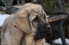 Filename=CSC_0147.jpg
Filesize=95KiB
Dimensions=640x424
Date added=%942 %06, %2011 CSC_0147.jpg