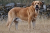 Filename=Canelo_(129).jpg
Filesize=641KiB
Dimensions=1920x1280
Date added=%703 %10, %2011 Canelo_(129).jpg