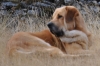 Filename=Canelo_(130).jpg
Filesize=333KiB
Dimensions=1280x856
Date added=%702 %10, %2011 Canelo_(130).jpg