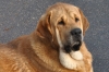 Filename=Canelo_(167)~0.jpg
Filesize=325KiB
Dimensions=1280x856
Date added=%701 %10, %2011 Canelo_(167)~0.jpg