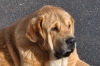 Filename=Canelo_(171).jpg
Filesize=316KiB
Dimensions=1280x856
Date added=%700 %10, %2011 Canelo_(171).jpg