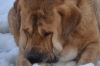 Filename=Canelo_(179).jpg
Filesize=727KiB
Dimensions=1920x1280
Date added=%699 %10, %2011 Canelo_(179).jpg