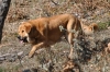 Filename=Canelo_(205).jpg
Filesize=627KiB
Dimensions=1920x1280
Date added=%709 %10, %2011 Canelo_(205).jpg