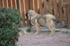 Filename=DSC_0074.jpg
Filesize=373KiB
Dimensions=1936x1296
Date added=%940 %06, %2011 DSC_0074.jpg