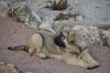 Filename=DSC_0087.jpg
Filesize=367KiB
Dimensions=1936x1296
Date added=%939 %06, %2011 DSC_0087.jpg