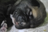 Filename=DSC_0313.jpg
Filesize=276KiB
Dimensions=1936x1296
Date added=%713 %13, %2011 DSC_0313.jpg