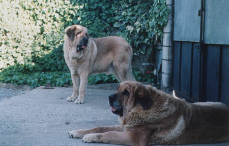 Hercules y Giron de Las Cañadas
Keywords: canadas