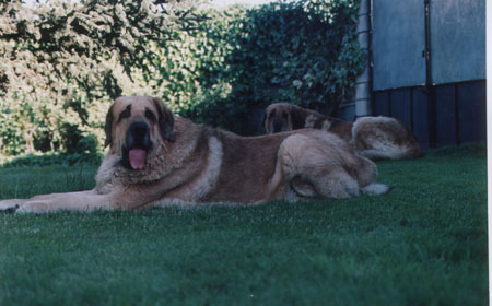 Hercules y Giron de Las Cañadas
Keywords: canadas