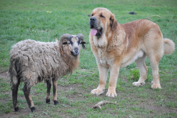 Don de Las Cañadas 
Keywords: carrancadehierro flock