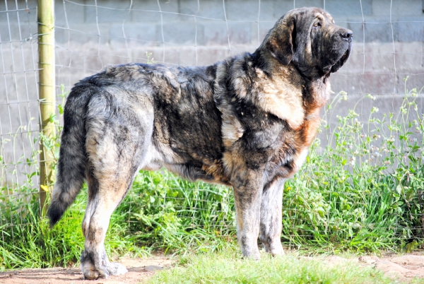 Eros de Los Espinos
Eros con 19 meses. (Ternás de Riolago & Kira de Cabornera).
Keywords: carrancadehierro