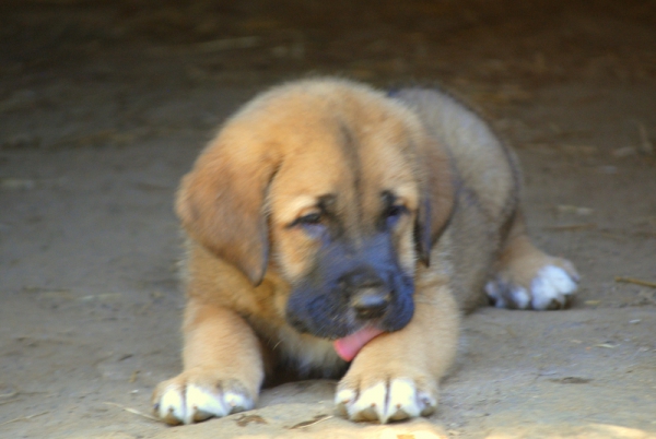 Cachorro Carranca de hierro
Iron por Coral
Keywords: carrancadehierro