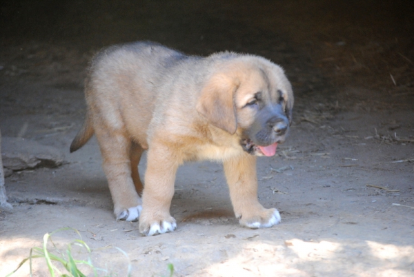 Cachorro Carranca de hierro
Iron por Pastora
Keywords: carrancadehierro