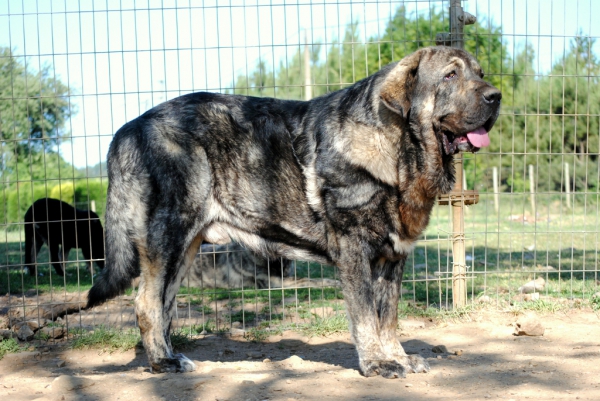 Eros de Los Espinos
Eros con 19 meses. (Ternás de Riolago & Kira de Cabornera).
Keywords: carrancadehierro