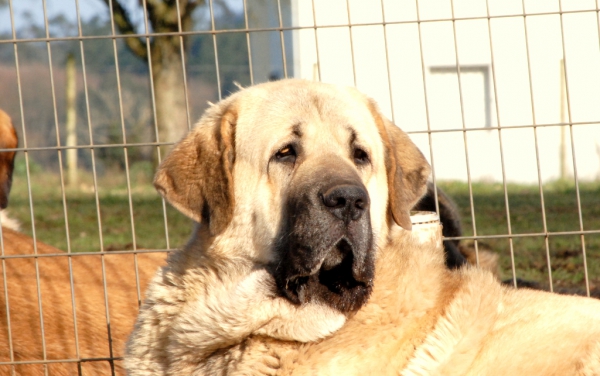 Ara de Los Espinos
Ara con 19 meses. (Ternás de Riolago & Kira de Cabornera).
Keywords: carrancadehierro head portrait cabeza