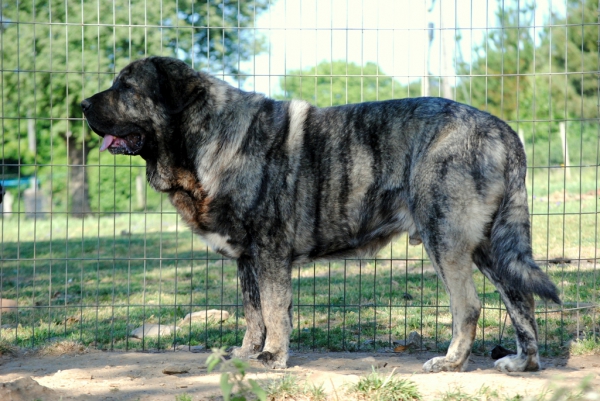 Eros de Los Espinos
Eros con 19 meses. (Ternás de Riolago & Kira de Cabornera).
Keywords: carrancadehierro