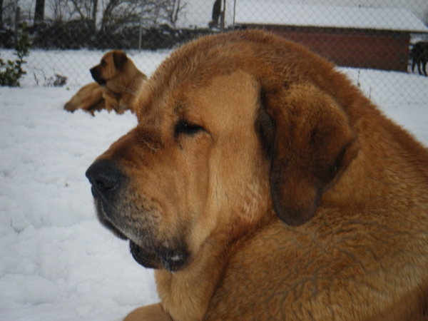 Barbaro y Trubia de Gustamores
Keywords: bonar snow nieve Villa de BoÃ±ar