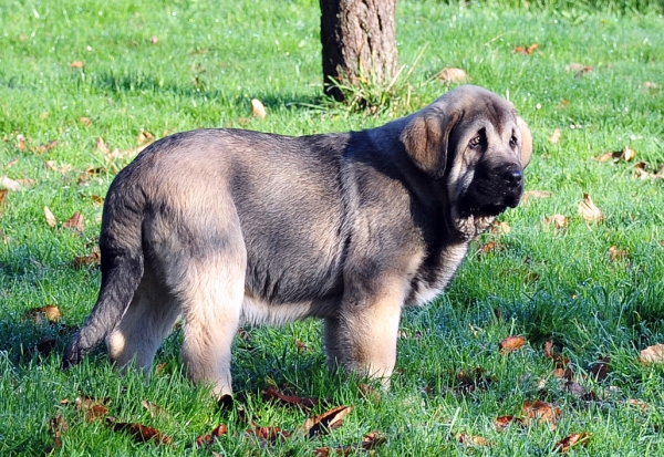 Orestes de Ablanera
Carbonero de Fuente Mimbre X Morena de Ablanera
Born: 25.10.2010


Keywords: ablanera