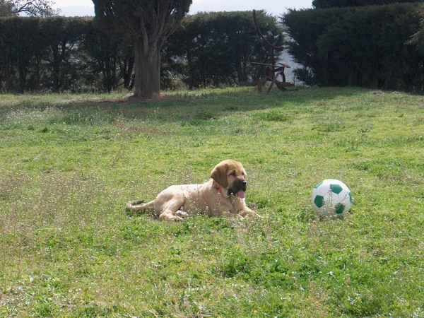 Ara jugando al Futbol
Ara de la Luna de León.
Camada: " A "
Padre: Zangarrón de los Zumbos.
Madre: Peredilla de los Zumbos
Destino: Barcelona
Keywords: lunadeleon