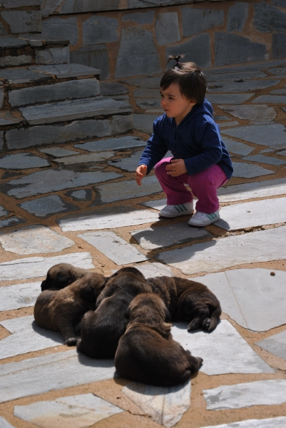 Salma con cachorritos de Mastín.
Camada "B" del Afijo " Luna de León ".
Padre: Tigre de Vega de Riomiera.
Madre: Peredilla de los Zumbos.
Cachorros: 5 Machos y 3 Hembras.
Fotografía: Alfredo Cepedano Blanco.
Keywords: luna de leon